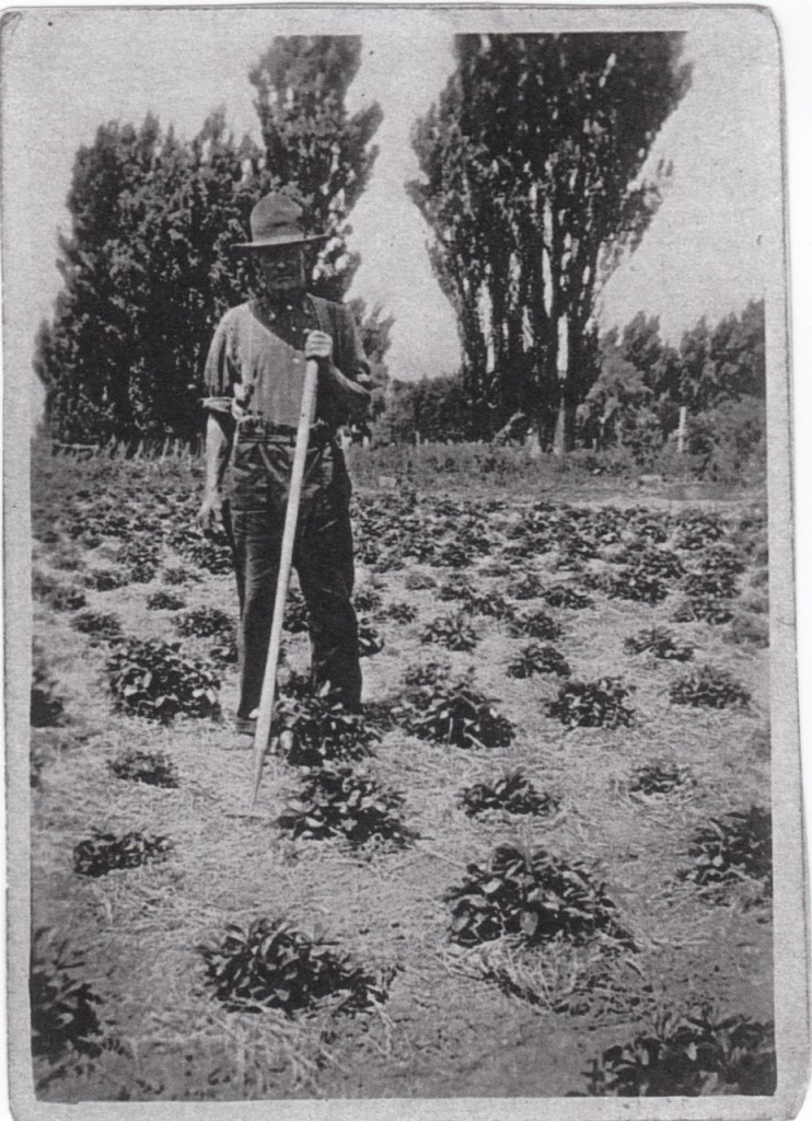 Great grandfather Walter Henry Davey. (Tending to his strawberries, St Johns St, Christchurch)